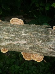 Trametes betulina