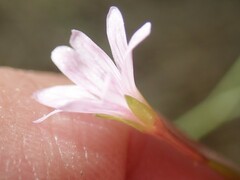 Epilobium brachycarpum