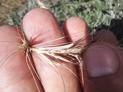 Elymus canadensis
