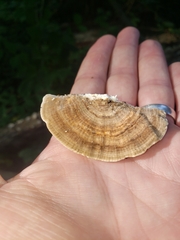 Trametes betulina