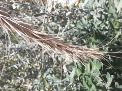Elymus canadensis
