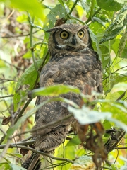 Bubo virginianus