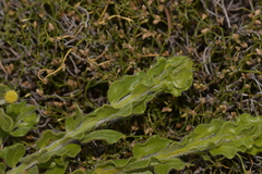 Acacia idiomorpha