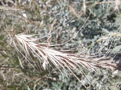 Elymus canadensis