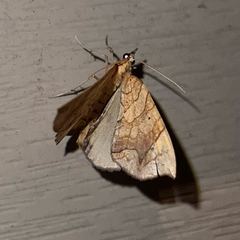 Eulithis gracilineata