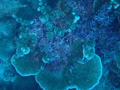 Porites rus