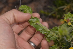 Acacia idiomorpha