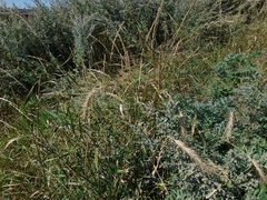 Elymus canadensis