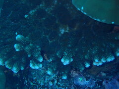 Acropora