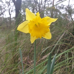 Narcissus