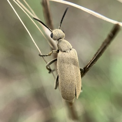 Epicauta immaculata