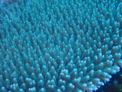 Acropora