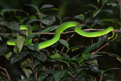 Trimeresurus popeiorum