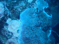 Montipora