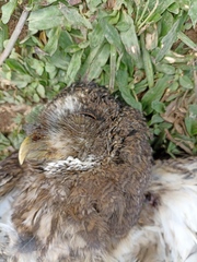Strix virgata