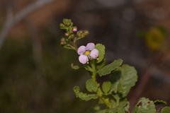 Diplopeltis petiolaris