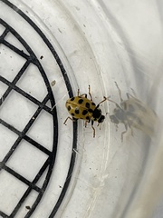 Hippodamia tredecimpunctata