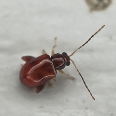 Longitarsus varicornis