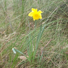 Narcissus