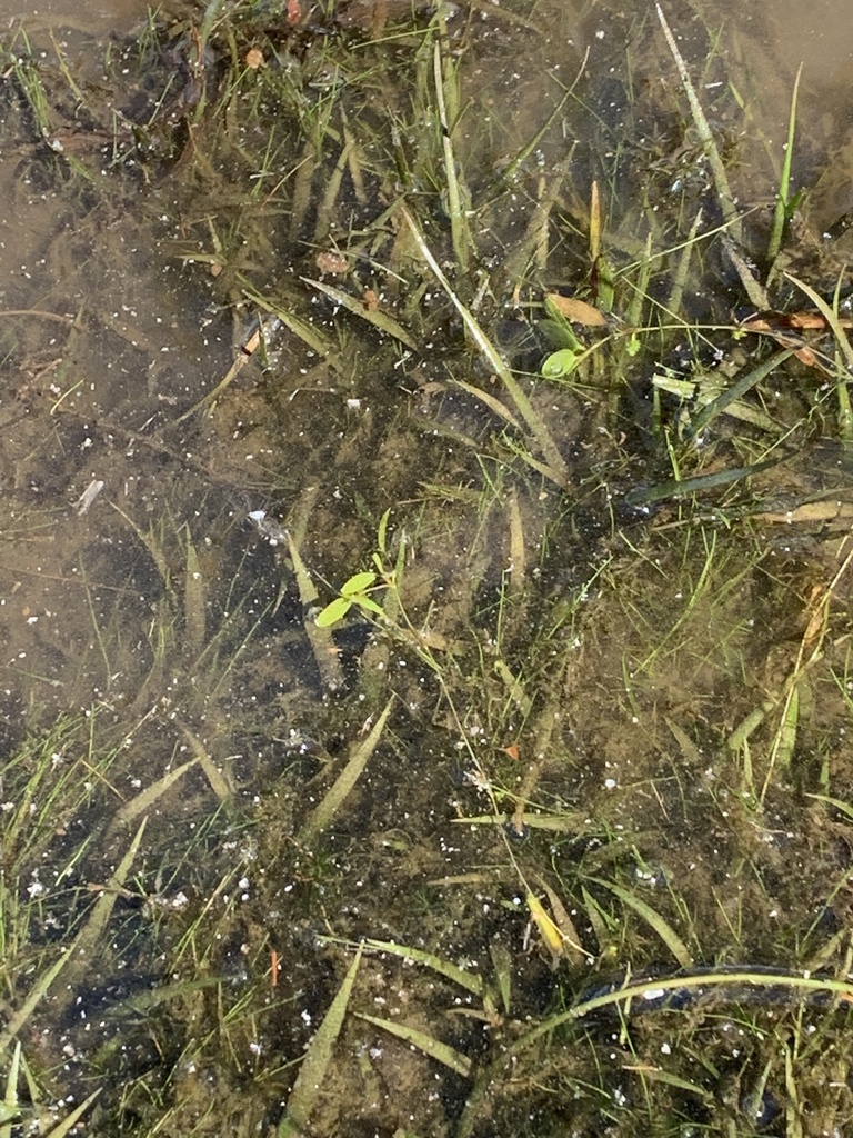 Snailseed pondweed (Potamogeton bicupulatus)