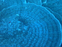 Montipora