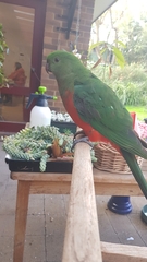 Alisterus scapularis