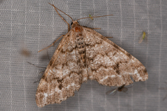 Macaria signaria