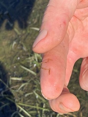 Potamogeton bicupulatus