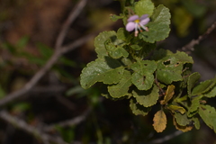 Diplopeltis petiolaris