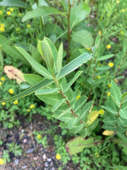 Apocynum androsaemifolium