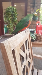 Alisterus scapularis