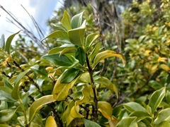 Geniostoma ligustrifolium