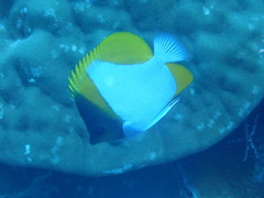 Hemitaurichthys polylepis