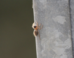 Maratus griseus