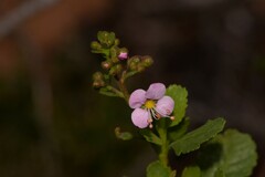 Diplopeltis petiolaris