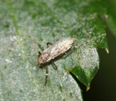 Chaoborus punctipennis