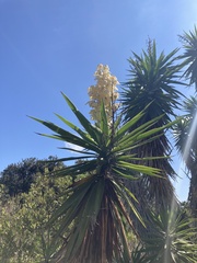Yucca gigantea
