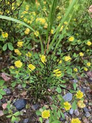 Equisetum arvense