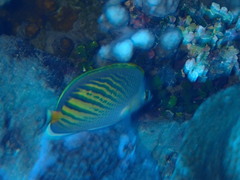 Chaetodon pelewensis