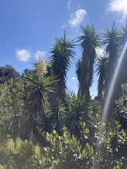 Yucca gigantea
