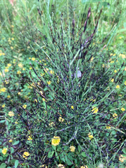 Equisetum arvense