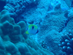 Chaetodon unimaculatus