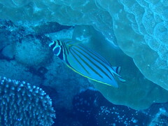 Chaetodon ornatissimus