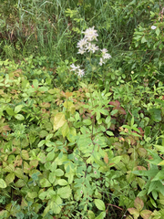 Thalictrum dasycarpum