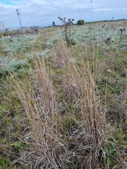 Dichanthium sericeum