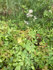 Thalictrum dasycarpum