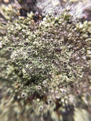 Phaeophyscia