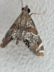 Petrophila jaliscalis