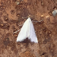 Leptosteges vestaliella