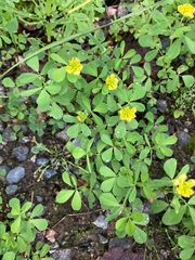 Trifolium campestre